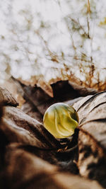 Close-up of dry leaves on field