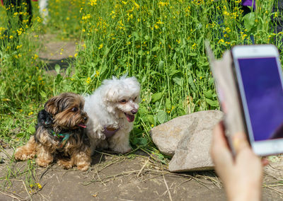 Dog lying on smart phone in grass