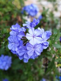 Close-up of purple flowers blooming outdoors