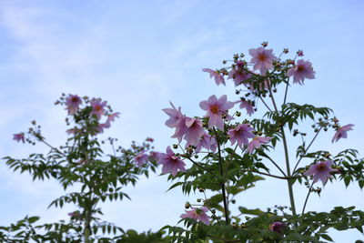 Low angle view of cherry blossoms against sky