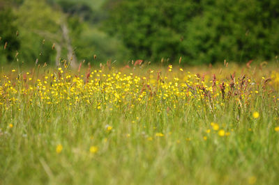 Yellow flowering plants on field