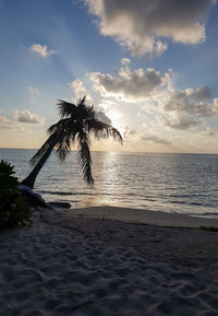 Palm trees on beach against sky during sunset