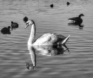 Swans swimming on lake