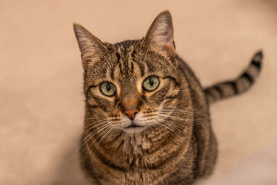 Close-up portrait of cat