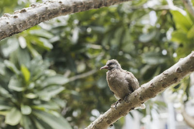 Low angle view of bird perching on tree