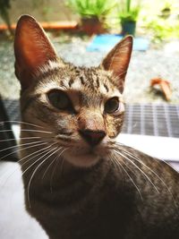 Close-up portrait of a cat