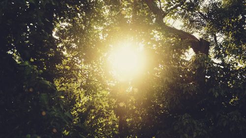 Sunlight streaming through trees in forest