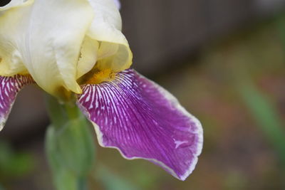 Close-up of purple iris flower