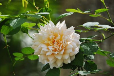 Close-up of white flower growing on plant