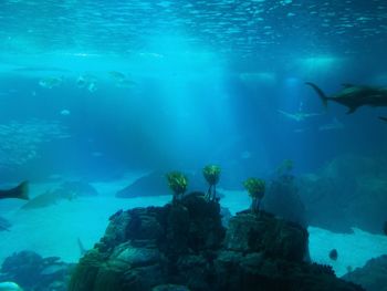 Fish swimming in sea