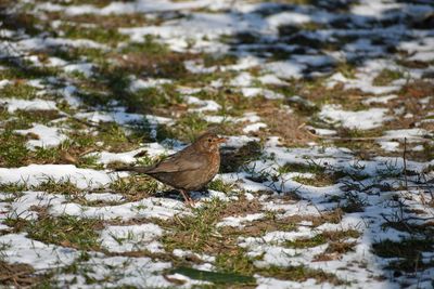 Bird perching on snow covered land