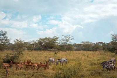 View of sheep on field