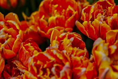 Full frame shot of orange flowering plants