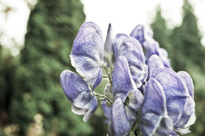 Close-up of purple flower growing on tree