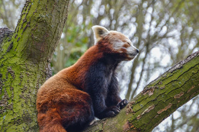 View of a squirrel on tree trunk