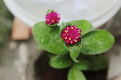 Close-up of pink flowering plant