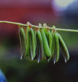 Close-up of vegetables