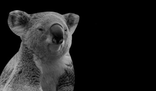 Close-up of animal head against black background