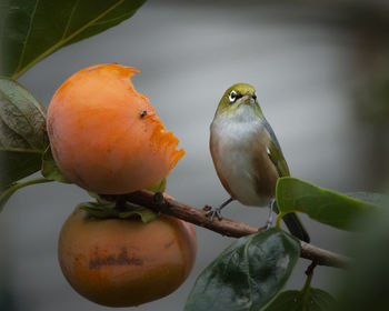 Close-up of bird perching on tree