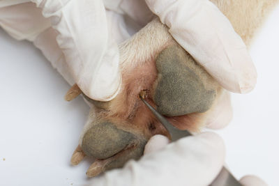 Cropped hand of vat removing louse from paw over white background