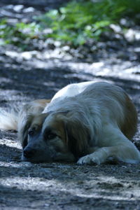 Close-up of a dog lying on land