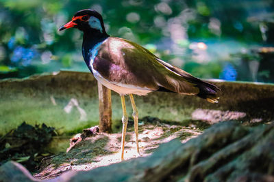 Side view of bird perching on land