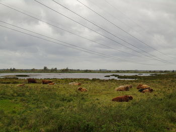 Sheep grazing on field against sky