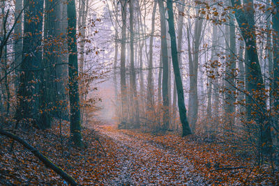 Waldweg nebelmorgen