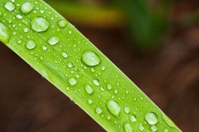 Close-up of wet leaf