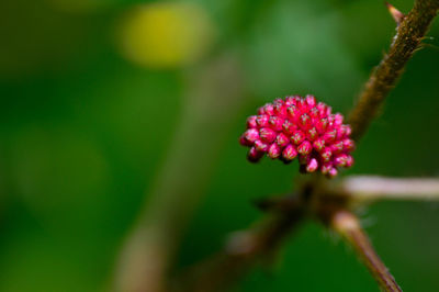 Close-up of pink flowers