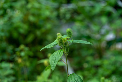 Close-up of flowering plant