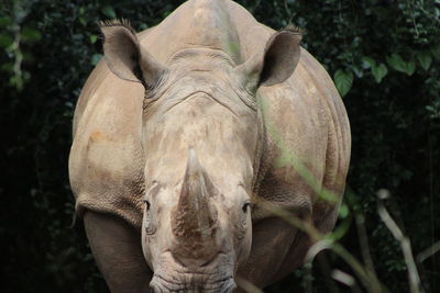 Portrait of white rhinoceros