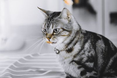 Close-up of a cat looking away