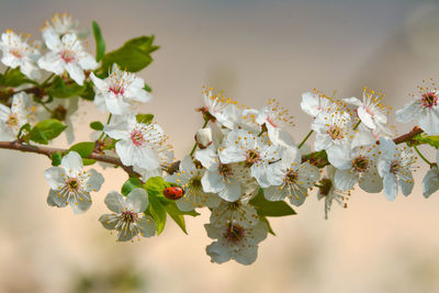 Close-up of cherry blossoms on tree