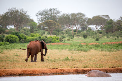 Elephant in a field