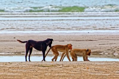 View of dogs and monkey standing in a row at beach