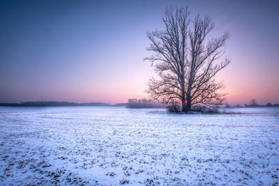 Bare tree on snow covered field against sky