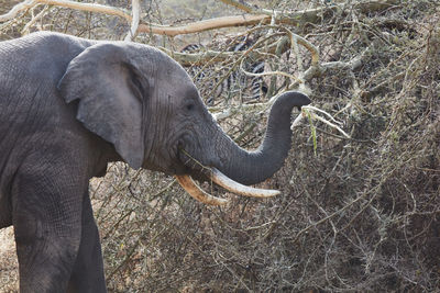 Side view of elephant on field