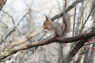 Squirrel perching on tree