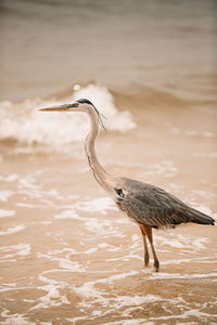 Side view of a bird on beach