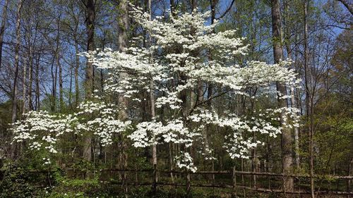 Low angle view of flower trees in forest