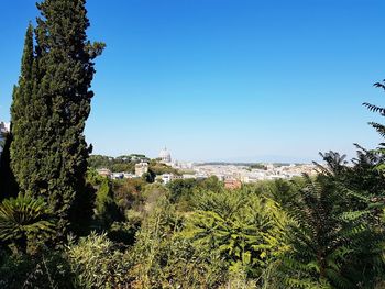 Plants and trees against clear blue sky