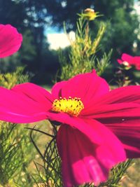 Close-up of butterfly pollinating on pink flower