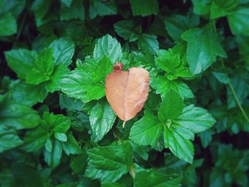 High angle view of fresh green leaves