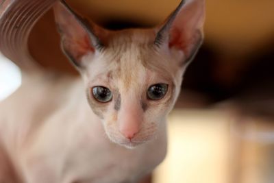 Close-up portrait of cat