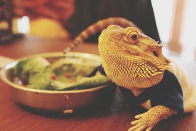 Close-up of lizard on table