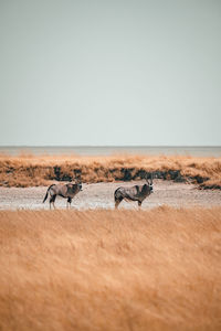 View of horse on the beach