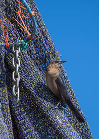 Low angle view of a bird against blue sky