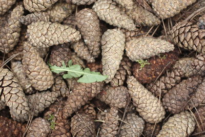 Full frame shot of pinecones