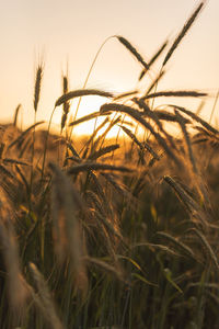 Close-up of stalks in field against sunset sky